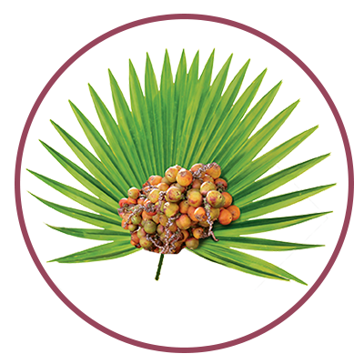 Saw palmetto
